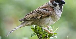 Suatu sebab yang secara kebetulan meninggalkan akibatnya. Enggang Sama Enggang Pipit Sama Pipit Baru Boleh Terbang Sama