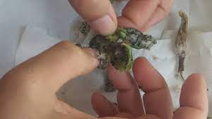 Sample plant is an astrophytum myriostigma but the. How To Harvest Cactus Seed Echinocereus Cactus Youtube