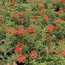 Image result for Bouvardia longiflora