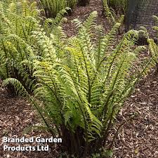 Image result for Athyrium newtonii
