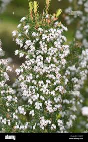 Image result for Erica silvatica