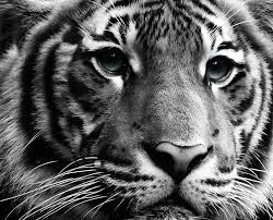 Between You And Me Photo To Cartoon Black Tigers Lion And Lamb