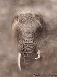 The Godmother By Brett Greenaway 500px Elephant Animals Beautiful Elephant Love
