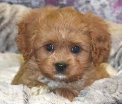 The cavapoo is not a purebred dog. Cavapoo Puppy For Sale Adoption Rescue For Sale In Northwood New Hampshire Classified Americanlisted Com