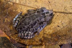 Inger's Black-eyed Litter Frog (Leptobrachium ingeri) · iNaturalist