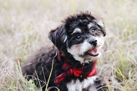 Teddy bear, known as zuchon or shuchon, is a cross between shih tzu and bichon or the maltese and bichon. About Mini Schnoodle Puppies By Moss Creek Schnoodles In Florida Schnoodle Puppies