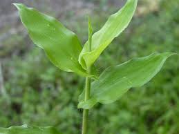 Image result for Arthraxon