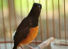 Demikian tips merawat murai batu yang sedang mabung. Cara Mengatasi Murai Batu Stres Dijamin Ampuh Cepat Pulih 100