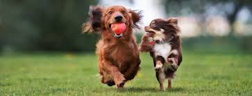 Maybe you would like to learn more about one of these? Buy Heartgard Plus 51 100 Lbs Chewables Without Vet Scripts