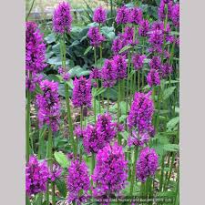 Image result for Stachys pseudonigricans