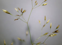 Image result for Agrostis kilimandscharica
