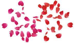 Rose Leaves Png Transparent Free Rose Leaves Png Rose