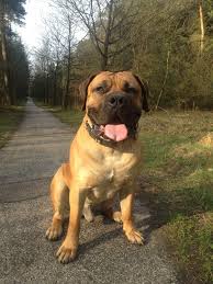 Black Boerboel Puppies For Sale In Durban Boerboel Djuma African Boerboel Mastiff Breeds South African Mastiff