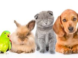 You can count on us to provide quality pet care seven days a week. Santee Pet Store In Violation Of Retail Ban Humane Society Santee Ca Patch