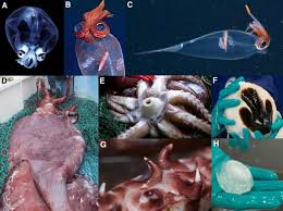 How the tables have turned, archeteuthis. Biology And Ecology Of The World S Largest Invertebrate The Colossal Squid Mesonychoteuthis Hamiltoni A Short Review Springerlink