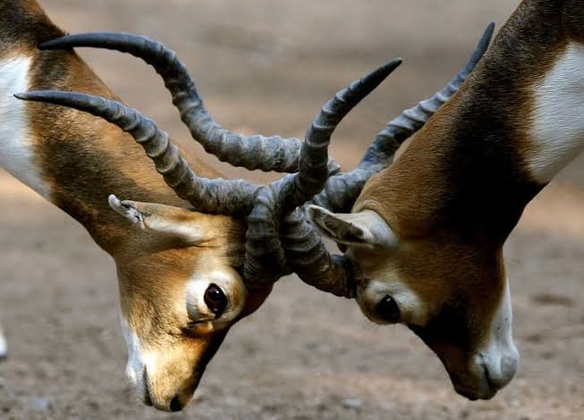 The story of blackbucks: From being hunting trophies to protected species
