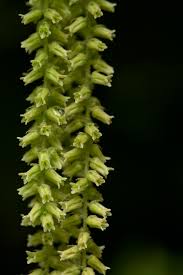 Image result for Dioscorea hirtiflora