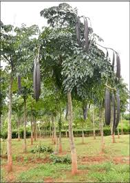 Image result for Oroxylum