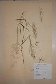 Image result for Eragrostis homblei