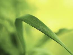 Check spelling or type a new query. 141 640 Simple Nature Photos Free Royalty Free Stock Photos From Dreamstime