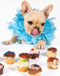 Check spelling or type a new query. 10 Treats To Never Feed Your Dog Cbs News