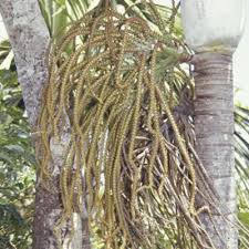 Image result for Centemopsis filiformis