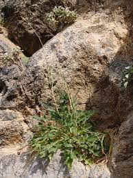 Image result for Lactuca imbricata