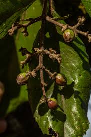 Image result for Curtisia dentata