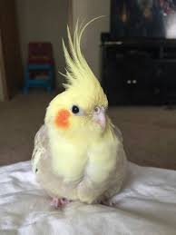 Birds Flying High Lyrics Lil Wayne This Cutie Pet Birds Cockatiel Cute Birds