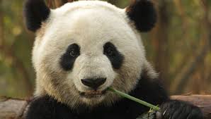 Envoyé par zgru le 11 avril 2016 à 13h25. Pour Le Panda Ca Va Mieux Mais On Ne Peut Pas En Dire Autant Du Leopard