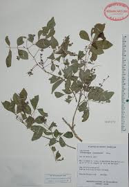 Image result for Lonchocarpus