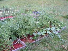 Maybe you would like to learn more about one of these? Why Add Lime For Tomatoes Growing The Home Garden