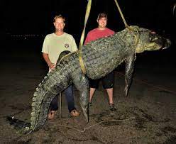 At least one alligator anyway! Lots Of Big Alabama Gators In 2020 Season