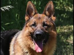 Caesar's sire was red sable. Sable Rock German Shepherds Puppies For Sale