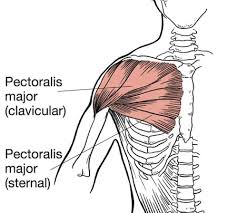 The dominant muscle in the upper chest is the pectoralis major. Chest Isolation Exercises 3 Most Effective Chest Exercises