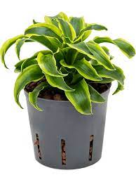 Maybe you would like to learn more about one of these? Dracaena Fragrans Tornado Kopf 13 12 Hydrokultur Kaufen Nieuwkoop Europe