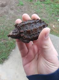 Maybe you would like to learn more about one of these? Here Is One Of The Baby Alligator Snapping Turtles From My Male And Female One Out Of Last Clutch Turtle
