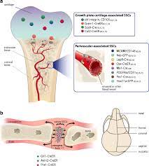 The diaphysis is the tubular shaft that runs between the proximal and distal ends of the bone. Markers For Specific Skeletal Stem Cell Populations A In Long Bones Download Scientific Diagram