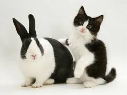 Tuxedo Bunny And Kitty Cute Cats And Dogs Cute Animals Black And White Kittens