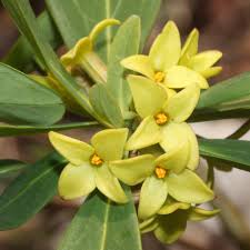 Jetzt das lumina sortiment entdecken bei prediger lichtberater! Fragrant Winter Daphne Botany Karen