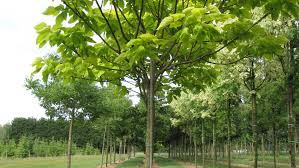That's enough to cover the average front yard! Catalpa Bignonioides Aurea Treeebb Online Tree Finding Tool Ebben Nurseries