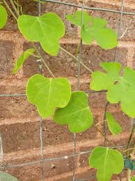 Image result for Adenia gummifera