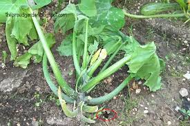 Mar 24, 2021 · beans come in tons of varieties, and they're prolific (plus, the more you pick, the more they produce!). The Proud Garden Now Here S A Part Of A Zucchini Plant Worth Tasting