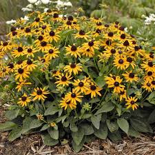 Pin By Guamislandgirl On Flowers In 2020 Black Eyed Susan Heirlooms Flowers Flower Seeds