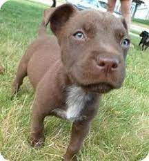 Maybe you would like to learn more about one of these? 62 Adoptable Dogs Michigan Ideas Dogs Dog Adoption Animals