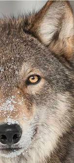 Wolf In Western Montana Glacier National Park Glaciermt Com Wolf Dog Animals Beautiful Animals Wild