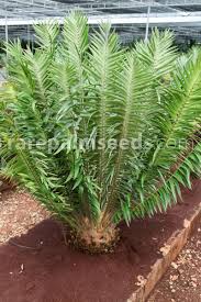 Image result for Encephalartos