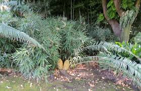 Image result for Encephalartos villosus