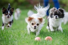 Charakter aussehen erziehung haltung preise & mehr. Chihuahua Das Musst Du Tun Um Mit Ihm Auszukommen