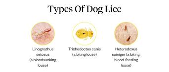 Image result for what do lice look like in dog fur